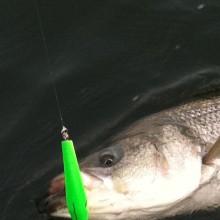 jersey devil fishing 29 20200528