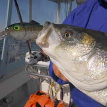 jersey devil fishing 33 20200528