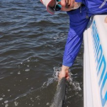 jersey devil fishing 35 20200528