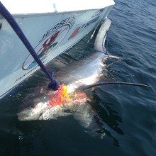 jersey devil fishing 37 20200528