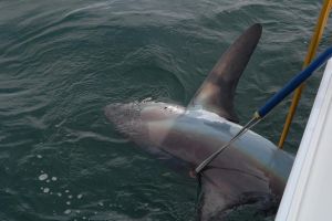 jersey devil fishing 51 20200528