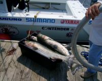 jersey devil fishing 6 20200528