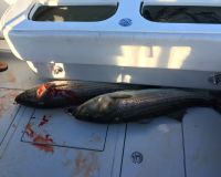 jersey devil fishing 60 20200528